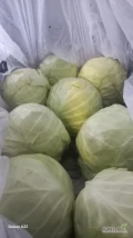 Sprzedam kapustę młodą na wagę oraz kalafior pakowany po 6 szt