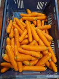 Sprzedam marchew handlową worek 10 kg, towar dobrej jakości, ilości paletowe i tirowe, odbiór okolice Kalisza. 