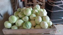 Sprzedam piękną kapustę marketowa, zimowa 1,5-3,5 kg. ilości tirowe i mniejsze. kartonbox. 