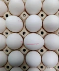 Sprzedam jaja import z Ukraina. Każda ilość i wielkość. 1"