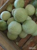 Sprzedam kapustę białą jakość marketowa z chlodni odmiany zimowe kaliber 1-3,5kg