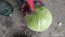 Witam sprzedam kapustę białą kaliber od 1-3kg kapusta z chłodni bez wciornastka cięta przed mrozem ilość ok 50ton