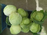 Sprzedam kapustę włoską kal.0.7-2 kg