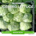 Export Opportunity: Premium Egyptian Iceberg Lettuce 