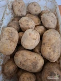 Sprzedam ziemniaki jadalne odmiana Mikado luzem lub w bb