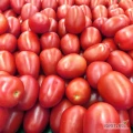 Świeże pomidory Roma – tylko dzisiaj, do wyczerpania zapasów