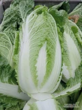 Sprzedam kapusta pekińska 