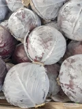 Sprzedam kapuste czerwona 2.5-3.5 kg  cena 0.50 zł. Ok 5 ton