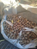 Sprzedam ziemniaki madeira pakowane do worków big bag. Ziemniaki jadalne 40 groszy za kilogram 