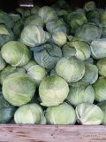 Sprzedam kapustę,jakość bardzo dobra,czysta,główki o wadze 1,5-4.5kg nadaje się na rynek marketowy jak i do kwaszenia.Dostepne ...