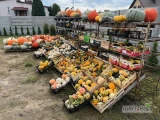 Witam. Sprzedam duże ilości dyni ozdobnej oraz hallowennowej.