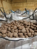 Sprzedam ziemniaki jadalne Lilly, gala, Colomba, pakowane w big bag, towar certyfikowany, ilości tirowe tel. 782685993