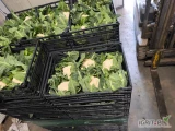 Sprzedam kalafior ósemkę i szóstkę.