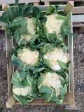 Sprzedam kalafior 6 zdrowy materiał ilości paletowe