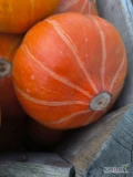 Sprzedam duże ilości dynii Hokkaido waga od 0.50 do 3 kg. Duże ilości. Cena do uzgodnienia.