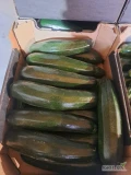 Sprzedam cukinie 25-50dkg ilości paletowe