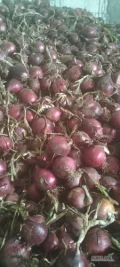 Sprzedam cebule czerwona red spring w ilości około 90 ton 
