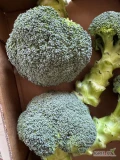 Sprzedam brokuł prosto z pola lub owijany z certyfikatem