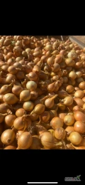 Sprzedam cebulę 3-4,5cm towar suchy,fazor,pakowany worek 10kg cena do uzgodnienia ilość ok 12t