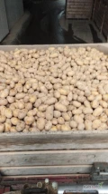 Sprzedam ziemniaki odmiana Queen Anna kaliber 35-45 