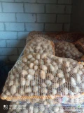 Sprzedam ziemniaki Gala Kal od 30 do 40 mm gotowe 5 ton worki 30 kg cena 80 gr kg więcej informacji pod nr tel 604145182