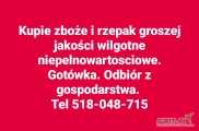 Kupie zboże i rzepak groszej jakości z przeznaczeniem na gorzelnie i pellet. Odbiór z gospodarstwa. Gotówka. Tel 518-048-715