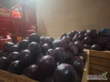 Sprzedam kapustę czerwoną grubą na przemys ok.7ton