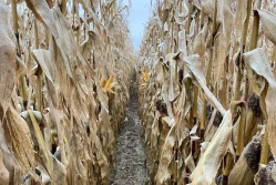 Czy kampania kukurydziana zakończy się w tym roku?