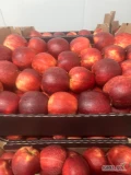 Szampion,Prince ,Jonagored, Golden ,Mutsu w karton po wodnym rozładunku . 70+ i inne sorty. Zapraszam. 