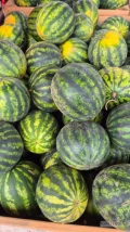 Sprzedam arbuza w wadze od 2 do 4kg około 5t