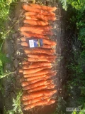 Sprzedam grubą marchew do przetwórstwa kaliber 4+ ładna zdrowa prosta 