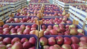 Inwazja polskich jabłek na Francję!