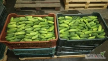 Sprzedam ogórek polny atomic w skrzynkach po 20kg, ilości 300-1000kg dziennie, odbiór Grójec.