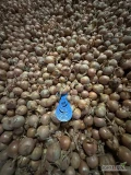 Cebula ŻÓŁTA na pakowanie i obieranie, import, 60-75%6+, Ilości tirowe, dostawa do klienta w całej Polsce. Www.river-onions.nl 