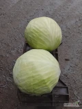 Sprzedam kapustę białą z chlodni jakość marketowa, odmiany zimowe kaliber 1-3,5 kg