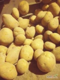 Sprzedam ziemniaki jadalne z jasnej ziemi żółte Soraya. Szczotkowane. 400 ton. Kaliber 45+. Big bag. Worek 15kg wiązany. 