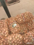 Sprzedam cebulę odmiany Vision kaliber 45-60... Pakowana w worek 15kg ok 2t