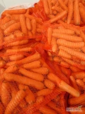 Sprzedam Marchew Handlową i Grubą pakowana po 10 kg w worku raszlowym
