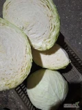 Sprzedam kapustę białą na przemysł duże główki odmiana Report około 10t. Oraz kapustę odmianę zimową Longma główki 1-4,5kg....