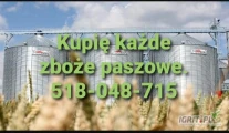Kupię zboże paszowe zanieczyszczone wilgotne niepelnowartosciowe. Gotówka. Odbiór z gospodarstwa. Tel 518048715