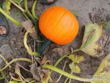 Sprzedam dynie gomez,spitfire bardzo dobrze wybarwiona duże ilości.