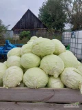 Sprzedam kapustę białą, główki 4-7kg, odm. Ambroziak, Passat. Idealne do kiszenia