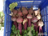 Sprzedam buraczki czerwone Scarlett F 1cal 5-10 czysty zdrowy towar pakujemy w worek 10-15 kg lub bb.Posiadam również marechew, oraz...