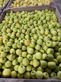 Sprzedam jabłko golden ilość około 60 ton jabłko z KA po freszu w skrzyni jakieś 90% od 65mm . Oraz gala must ilość około 12ton . 