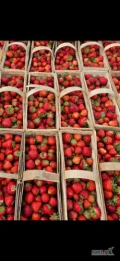 Sprzedam truskawke odmiany rumba. Zostanie mi ok 60-70 łubianek.  15 zł sztuka 