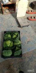 Sprzedam kapustę włoska marketowka ładna bez mączlika ilości tirowe jak i mniejsze 