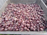 Cebula czerwona, kaliber 4-8cm. Włocławek