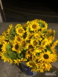 Sprzedam kwiat Słonecznika. Cena  zł. Kontakt 607 506 390 Iwkowa