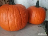 Mam na sprzedaż dynię hokkaido odmiana Amoro w przedziale wagowym od 0.8 do 3 kg i dynię halloween odmiany fort knox i erly abudance waga...