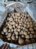 Sprzedam ziemniaki odmiany gala kaliber 30-55 big bag 11 ton